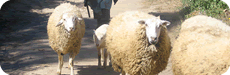 As Seixas