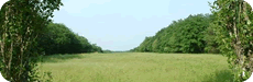 Léguevin